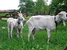 "Жизненно необходимая мера": разрешат ли дачникам и горожанам разводить кур и коз?