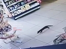 Дикий зверек забирается по ночам в магазин в Нижнем Новгороде