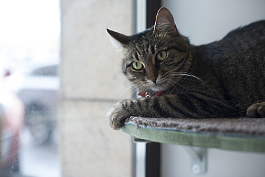 Специалист рассказала, как помочь кошке ужиться дома с другим животным