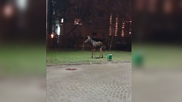 Полицейские и спасатели обеспечили безопасный выход в лес сохатого, случайно забредшего в Москву