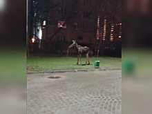 Полицейские и спасатели обеспечили безопасный выход в лес сохатого, случайно забредшего в Москву