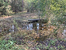 Челябинские экоактивисты бьют тревогу: в городском бору обнаружены стоки неизвестного происхождения