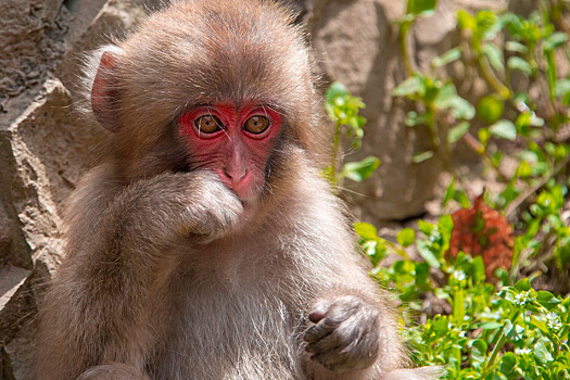 Ученых удивила причина, по которой обезьяны принимают ванны