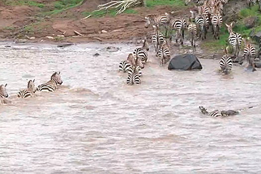 Зебры и антилопы вошли в реку и стали жертвами крокодилов