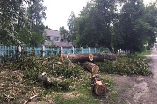 Барнаульский эколог осудил горожан, упрекающих власти в сносе деревьев