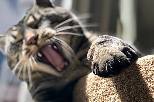 Россиян предупредили об опасных последствиях кошачьих царапин