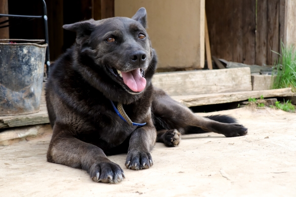 В Забайкалье приняли закон о запрете на выпуск отловленных бездомных собак