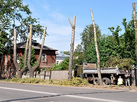 Порядка 200 старых и больных деревьев уберут с улиц областного центра в этом году