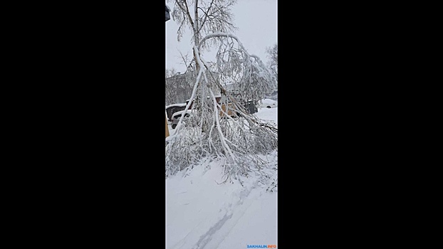 Снежный циклон обрушил столбы и деревья на Сахалине