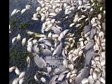 "Дышать невозможно". Массовый мор рыбы произошел в свердловском озере