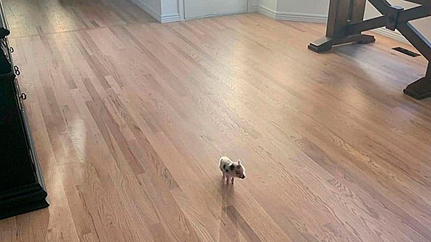 Илон Маск представил чипированную свинью