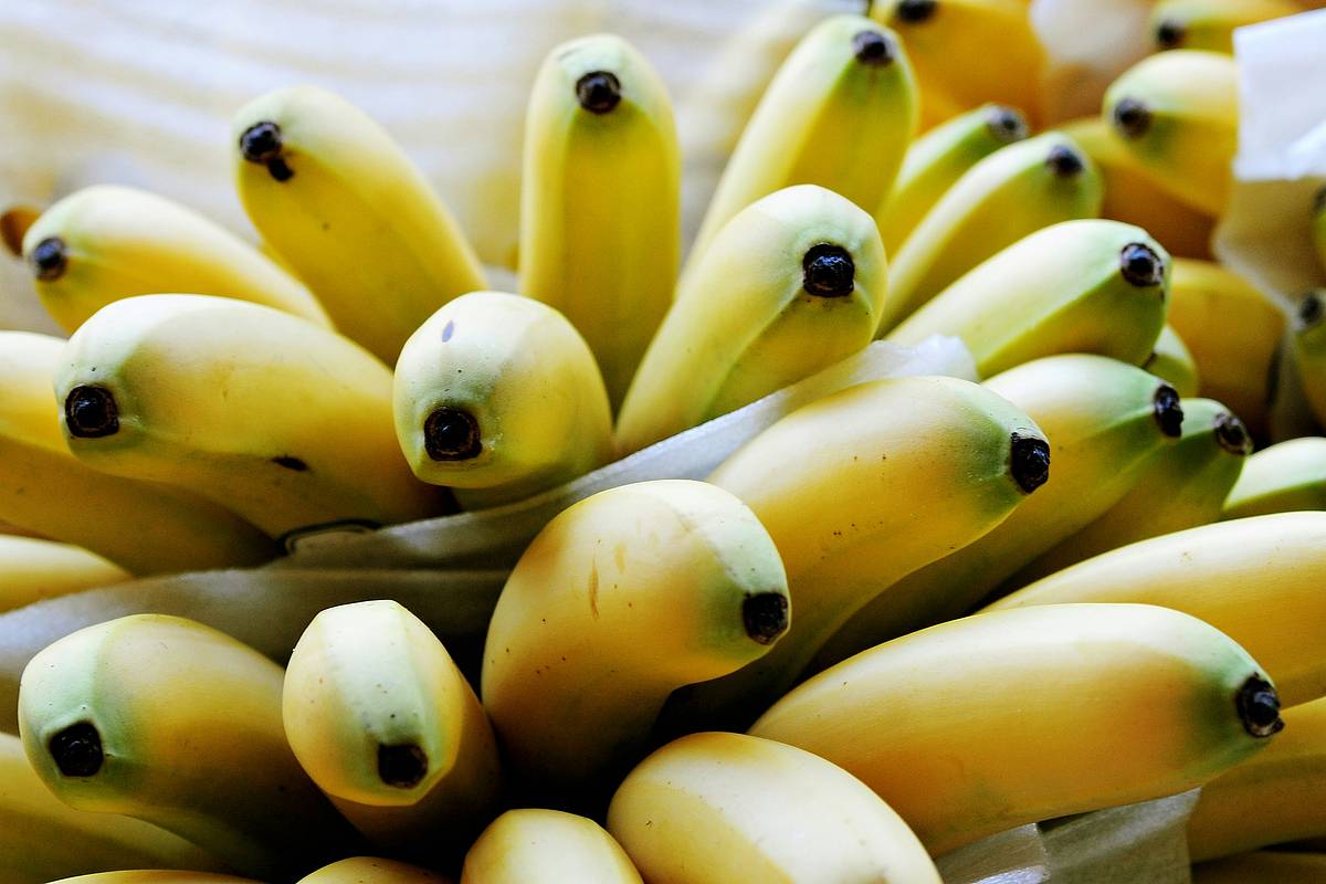 В Петербурге в партии свежих бананов обнаружили 60 килограммов кокаина