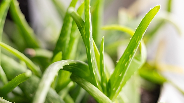 Ветеринар рассказал, какие растения представляют опасность для питомцев