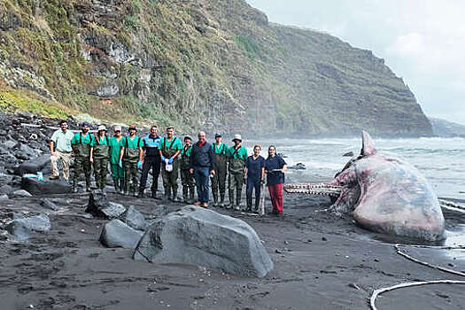 Патологоанатом нашел амбру стоимостью €500 тысяч в мертвом ките на Канарских островах
