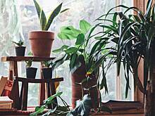 Врач Шарапова назвала комнатные растения, которые наносят вред здоровью