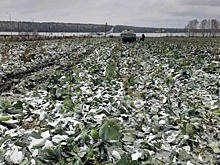 В Иркутской области из-за непогоды жители поселка остались без света и урожая