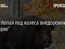 Вепрь попал под колеса внедорожника на "Нарве"
