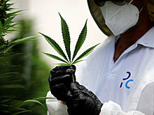 Выявлен разрушающий рак штамм марихуаны