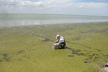 У водоросли в гиперсоленом озере Херсонесское обнаружены полезные антиоксиданты
