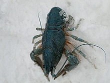 Рак синего цвета попался рыбаку в Новосибирской области