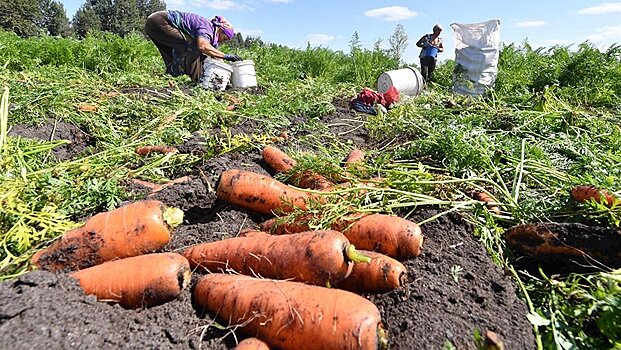 Москвичей возмутили цены на морковь