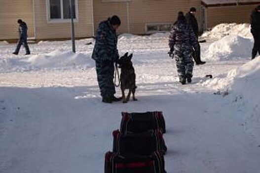 Воронежцев с собаками приглашают на тренировки по поиску людей