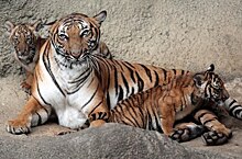 В калифорнийском зоопарке тигр убил женщину