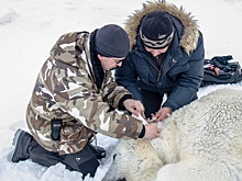В НАО и Архангельской области создадут сеть медвежьих патрулей