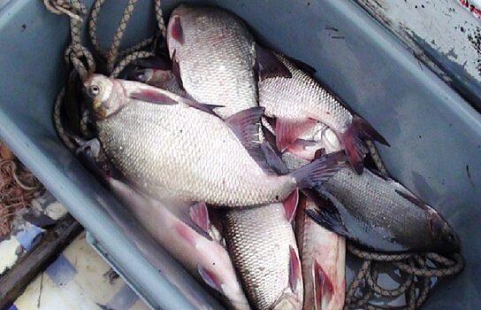 В Тобольске осудят рыбаков, ловивших стерлядку в нерест