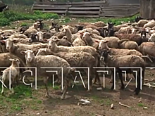 Правозащитники требуют разобраться с хоррор-фермой в Нижегородской области