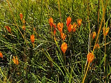 Осеннее чудо природы: первоцветы распустились на высоте 2000 метров в горах Сочи