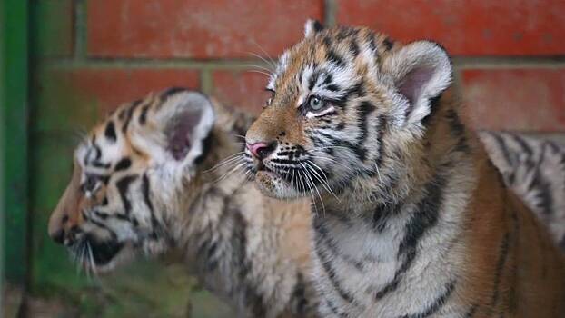 В питомнике под Волоколамском появились на свет два редких амурских тигренка