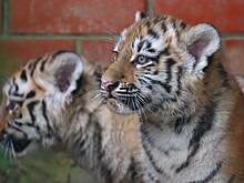 В питомнике под Волоколамском появились на свет два редких амурских тигренка