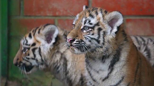 В питомнике под Волоколамском появились на свет два редких амурских тигренка