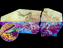 Первые пернатые динозавры совмещали на теле перья и чешую