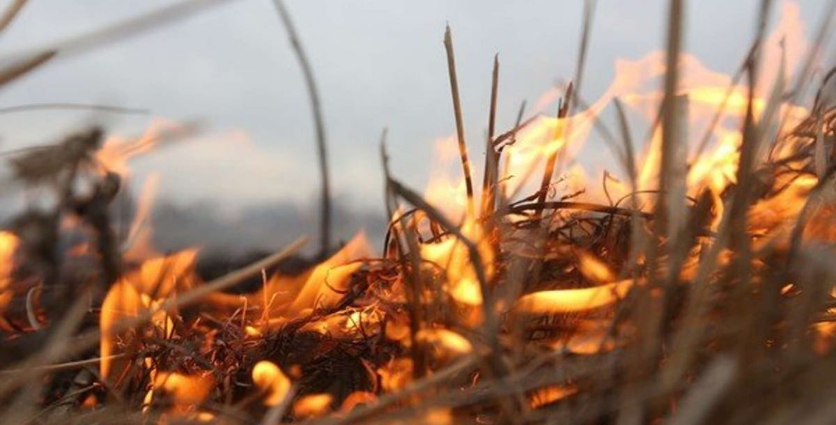 Сегодня в Железнодорожном районе Ростова проведут контролируемое выжигание сухой травы