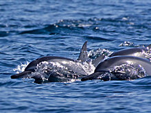 Ученых шокировала разгадка тайны, почему киты выбрасываются на берег