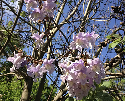 Необыкновенной красоты дерево поселится в Кисловодске