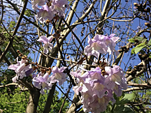 Необыкновенной красоты дерево поселится в Кисловодске