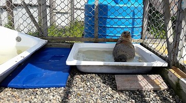 Два тюленя погибли от жары в Приморском крае