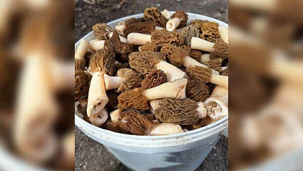 В калининградских лесах пошли деликатесные грибы — сморчки