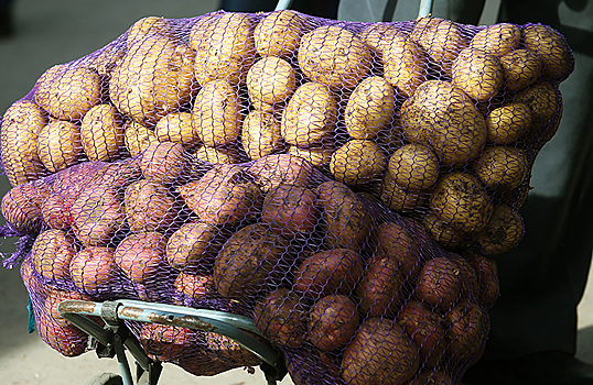 Российские фермеры предложили временно ограничить импорт картофеля