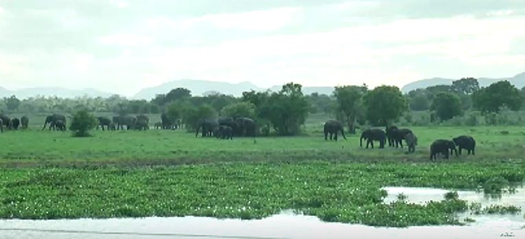 На Шри-Ланке появились слоны-бомжи