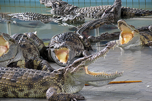 Реку с крокодилами признали пригодной для Олимпиады