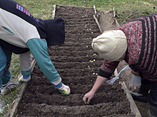 «У садовода главный орган – мозг»