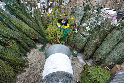 В Подмосковье заработали пункты по приему на переработку новогодних елей
