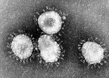 Число заражённых коронавирусом в Ростовской области продолжает расти