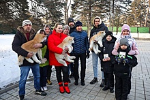 Глава Приморья Олег Кожемяко подарил жителям края щенков акита-ину