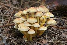 5 ядовитых грибов, которые маскируются под съедобные
