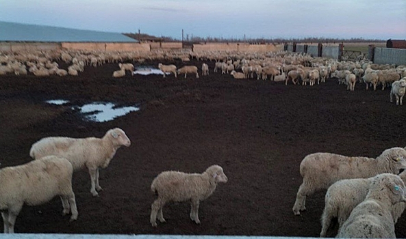 В Волгоградской области чабаны похитили у фермера 30 овец